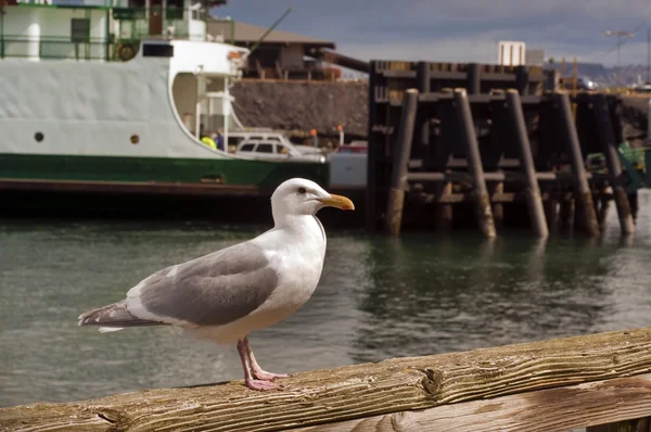 Stock image Sea Gull