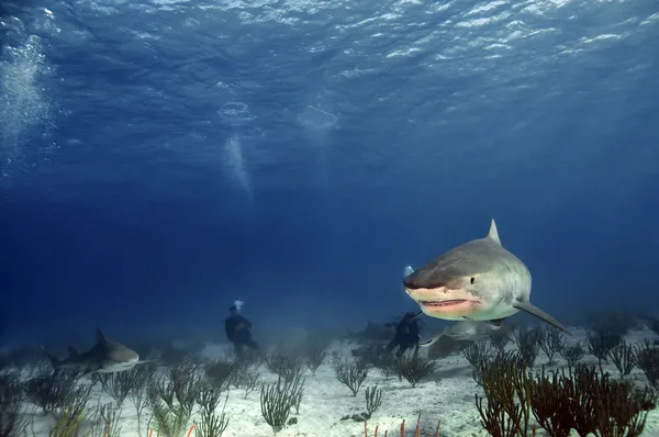 Тигровая акула — стоковое фото