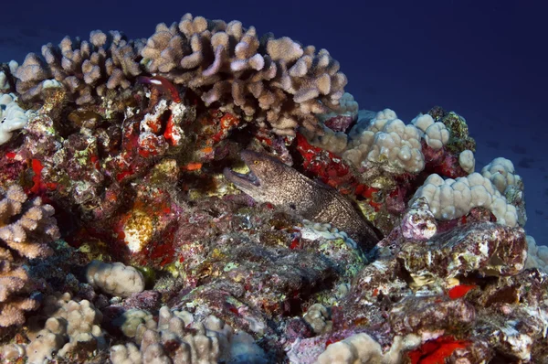 Hawaiian resif — Stok fotoğraf