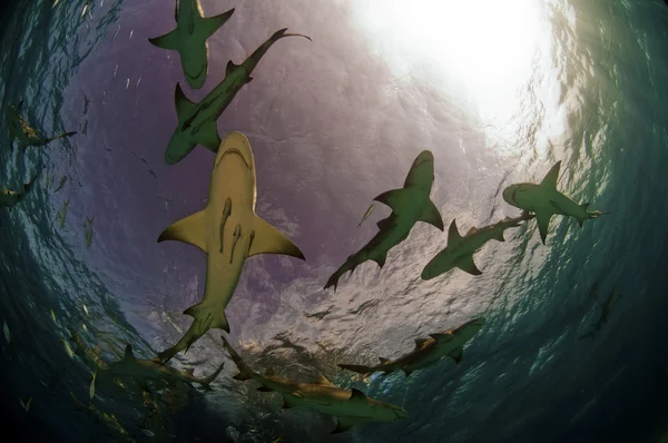 Haai packköpekbalığı paketi — Stockfoto