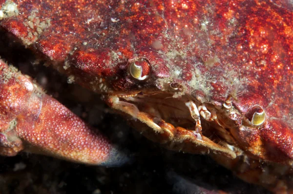 Smiling Crab — Stock Photo, Image