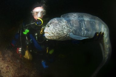 Diver with Wolf Eel clipart