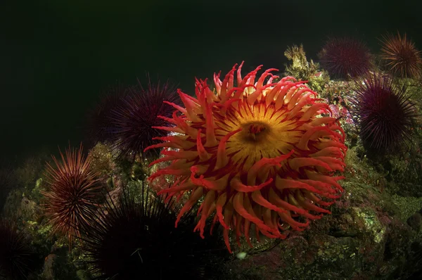 Anemone marino — Foto Stock