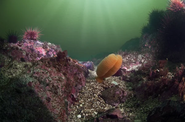 Pluma marina — Foto de Stock