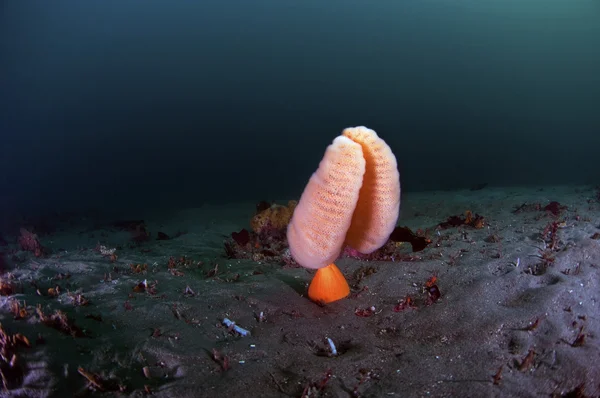 Deniz pen — Stok fotoğraf