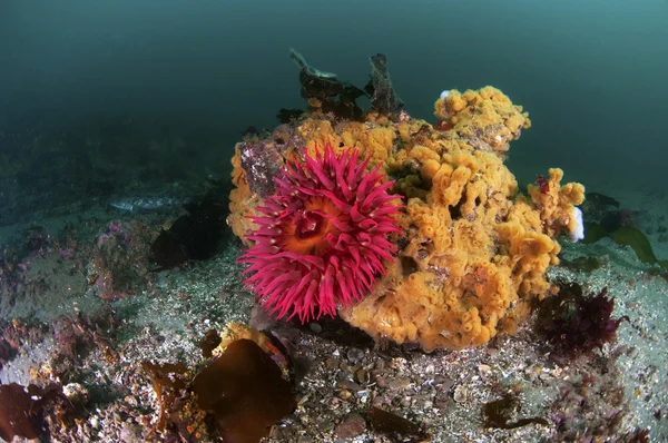 Anémona marina —  Fotos de Stock