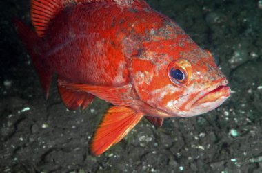 Vermillion kaya balığı