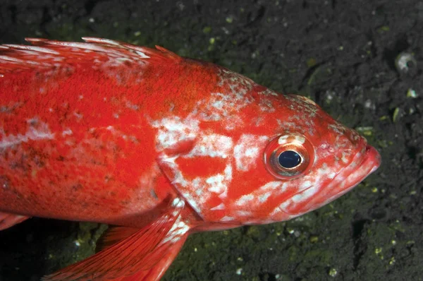 Vermillion Rock Fish — Stock Photo, Image