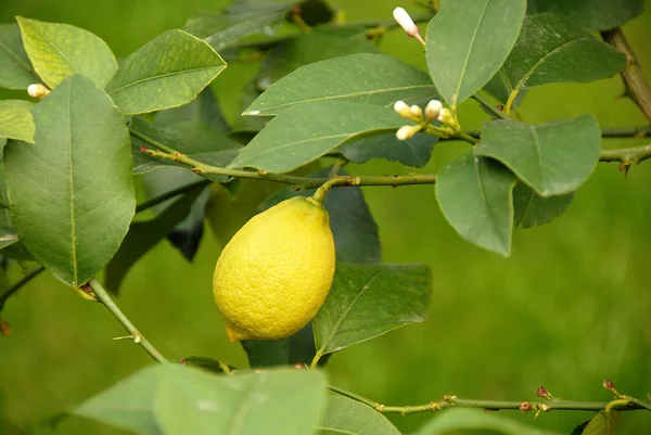 Растёт лимон на ветках — стоковое фото