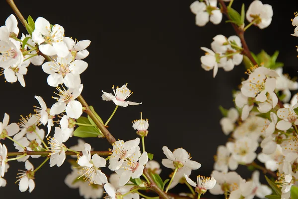 Jarní květ rám — Stock fotografie