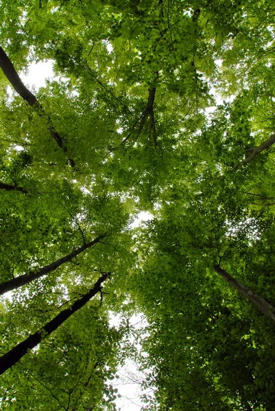 Grüne Bäume umrahmen — Stockfoto