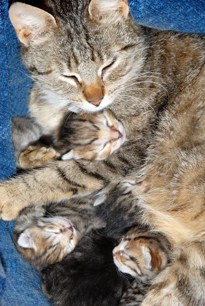 Kat met pasgeboren kitten — Stockfoto