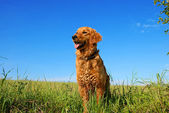 Golden Retriever Hundeporträt