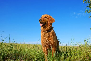 Golden retriever dog portrait clipart