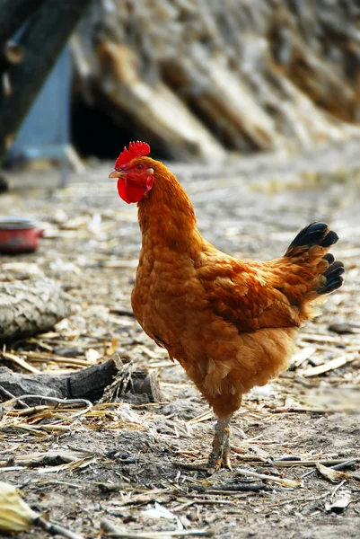 Golden brown hen — Stock Photo, Image