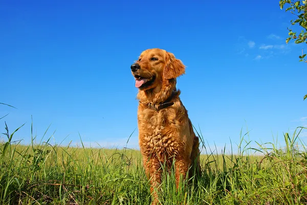 Gouden retriever hond portret — Stockfoto