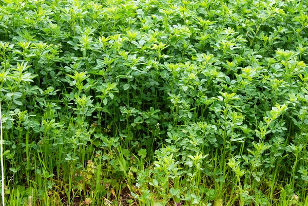 Crecimiento de hierba de trébol — Foto de Stock