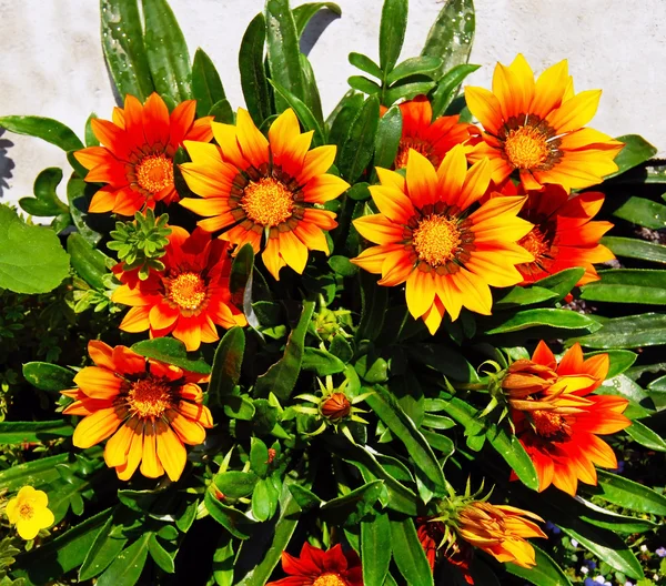 Gazânia flores florescentes — Fotografia de Stock