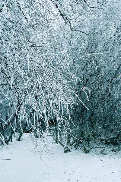 Árboles de invierno fondo — Foto de Stock