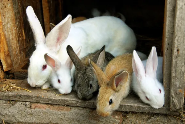 Bunny konijnen familie Rechtenvrije Stockfoto's