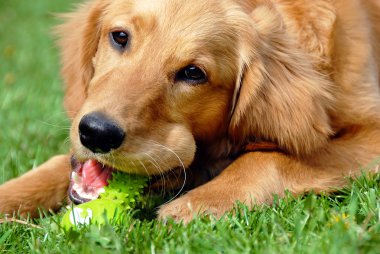 Golden retriever with toy clipart