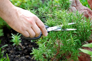 Rosemary seasoning garden clipart