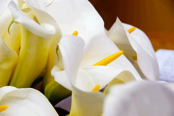 Cala lily parta — Stock fotografie