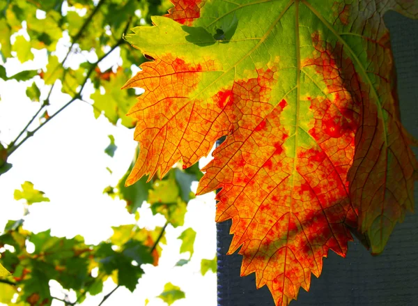 Winogron jesienny liść — Zdjęcie stockowe