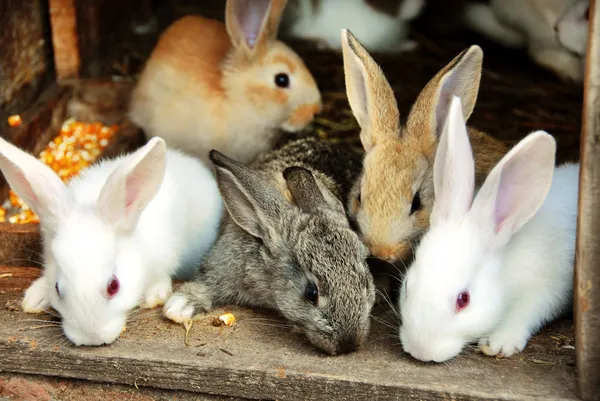 Bunny кролики сім'ї — стокове фото