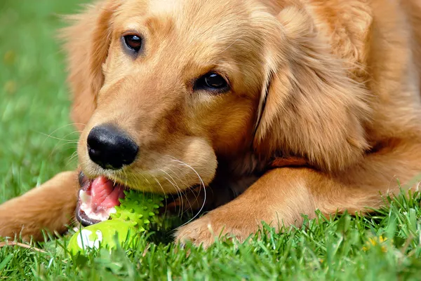 Złoty pies myśliwski z zabawkami — Zdjęcie stockowe