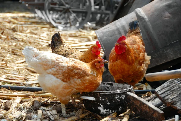 Hens in rustic farm yard — Stock Photo, Image