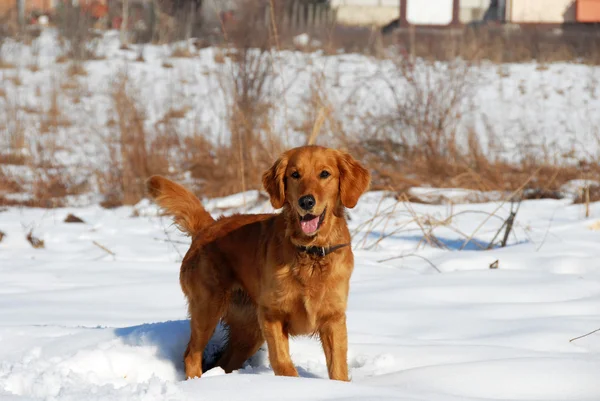 Hund i vinterparken — Stockfoto