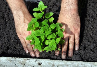 Lemon balm planting clipart