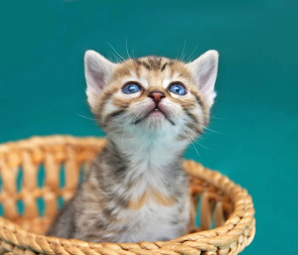 Bedårande kattunge — Stockfoto
