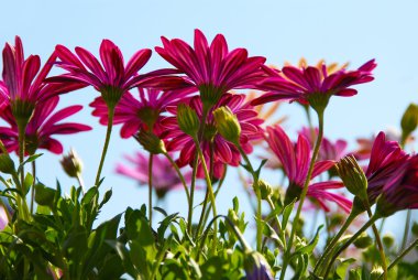 Pink daisy flowers clipart