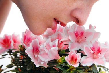 Smelling pink Azalea flowers clipart