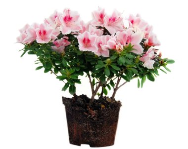 Pink Azalea flowers flowerpot clipart