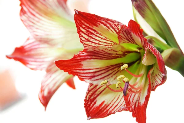 Lily flower — Stock Photo, Image