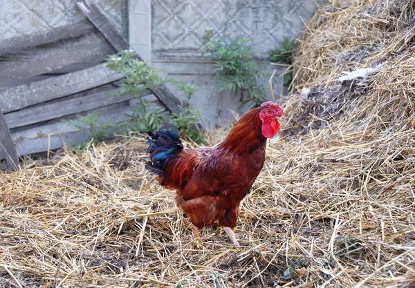 Cockerel in rustic farm yard — Stock Photo, Image