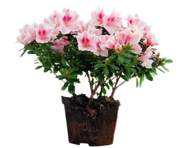 Pink Azalea flowers flowerpot — Stock Photo, Image