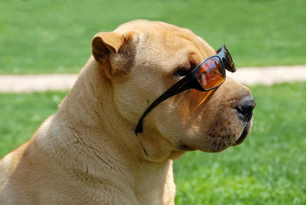Adorable Shar Pei en gafas de sol — Foto de Stock