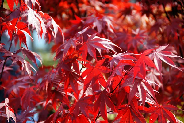 Japanese red acer maple leaves — Stock Photo, Image