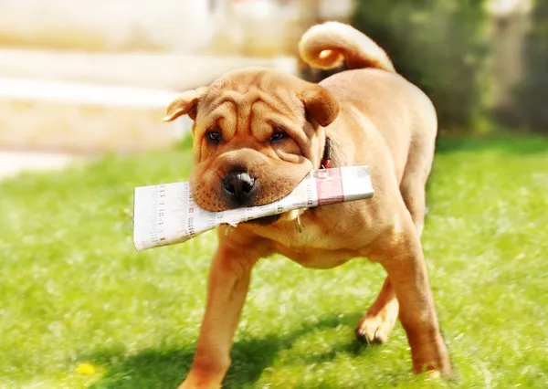 Shar Pei cão com jornais Imagem De Stock