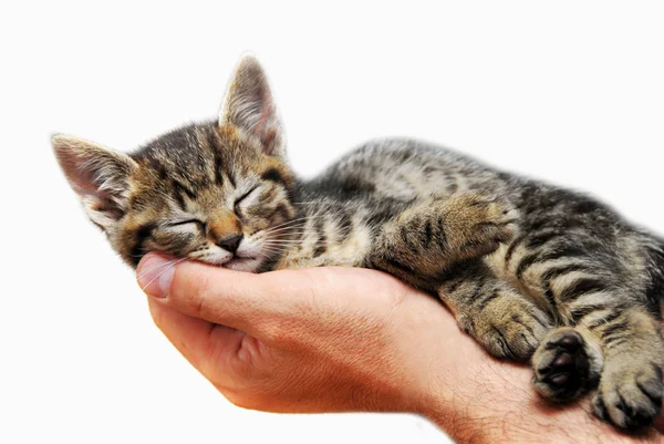 Kitty sleeping in arms — Stock Photo, Image
