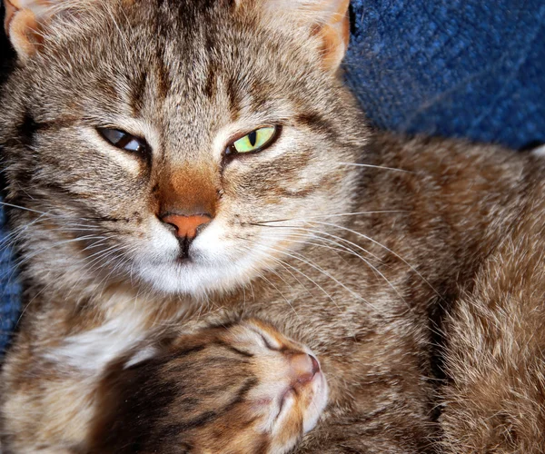 Kat en kitty — Stockfoto