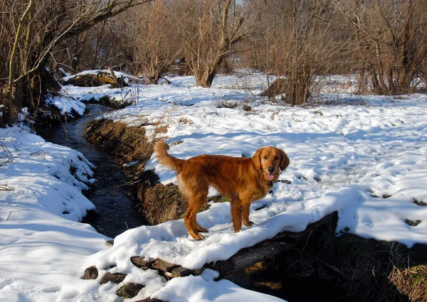 雪に覆われた橋の上犬 — ストック写真