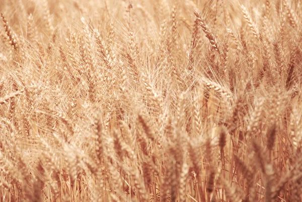 Wheat field background — Stock Photo, Image