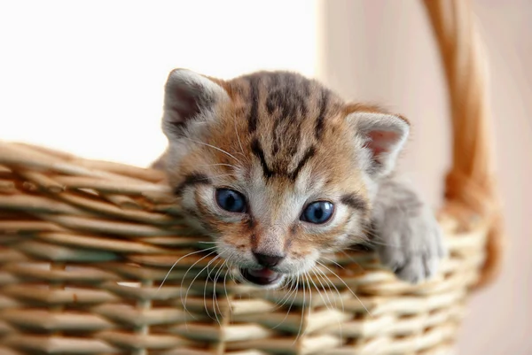 Śliczny kotek w koszyku — Zdjęcie stockowe