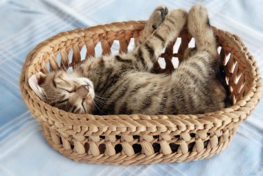 Adorable kitty sleeping in basket clipart