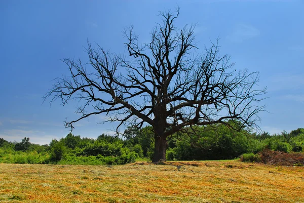 Yapayalnız kuru ağaç — Stok fotoğraf